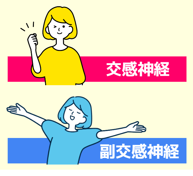 交感神経と副交感神経